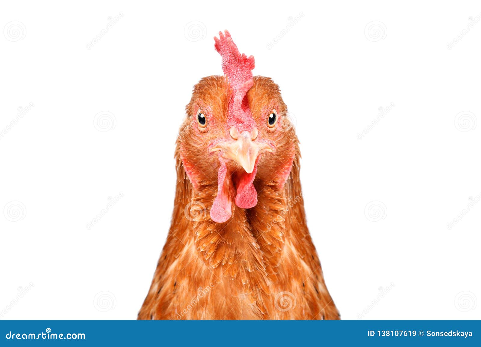 Retrato De Uma Galinha Engraçada Imagem de Stock - Imagem de pato,  doméstico: 138107619, image size:1600x1157