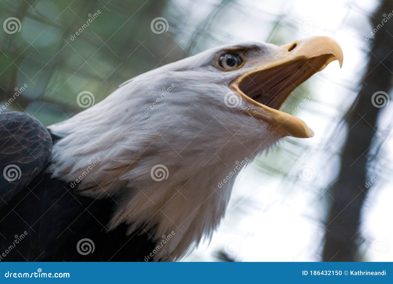 Retrato De Un águila Calva Con Vida Silvestre Foto de archivo - Imagen de  cubo, primer: 186432150