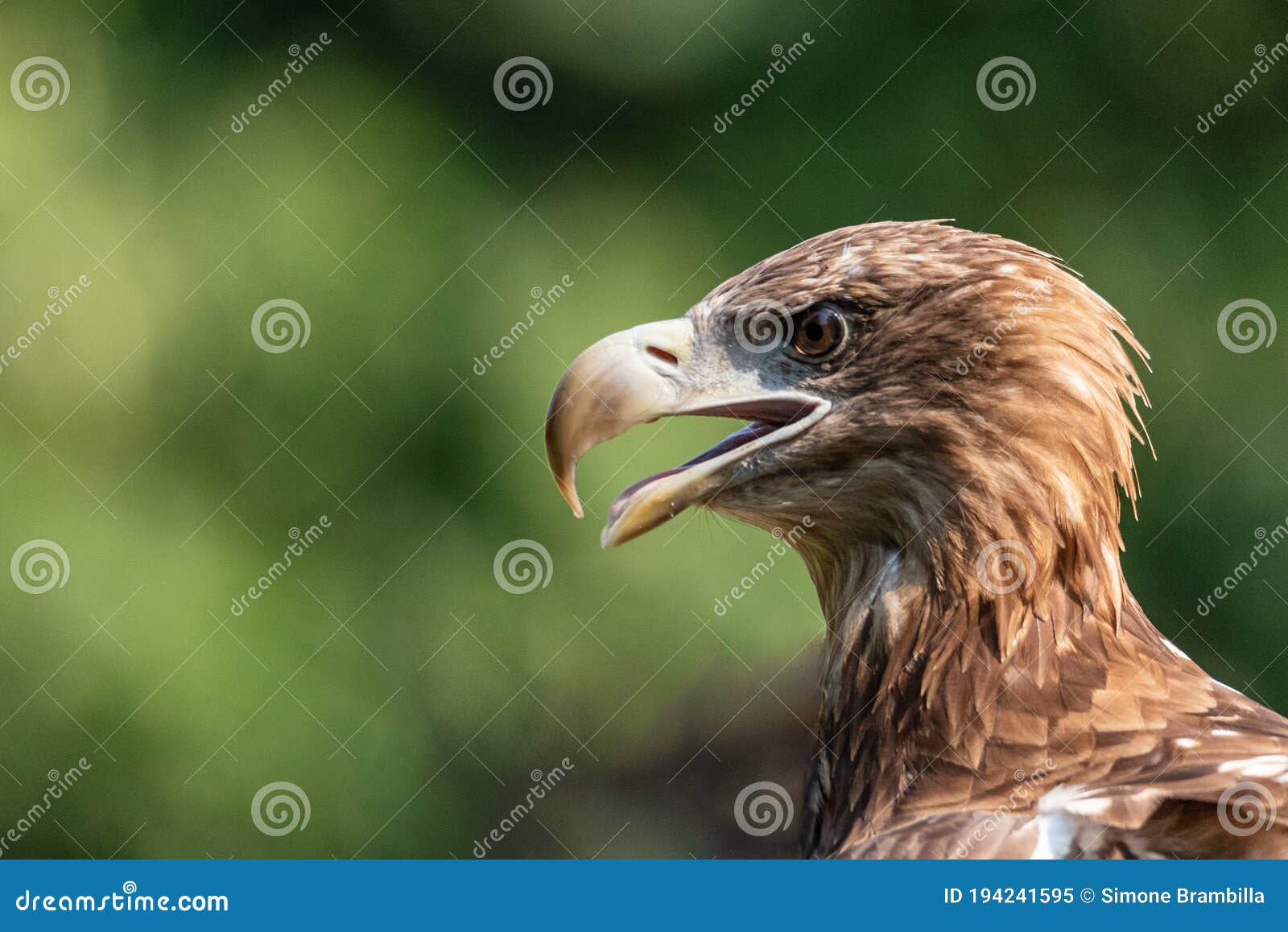 Retrato De Un águila Dorada De Un Ave Americana Grande Imagen de archivo -  Imagen de americano, fondo: 194241595