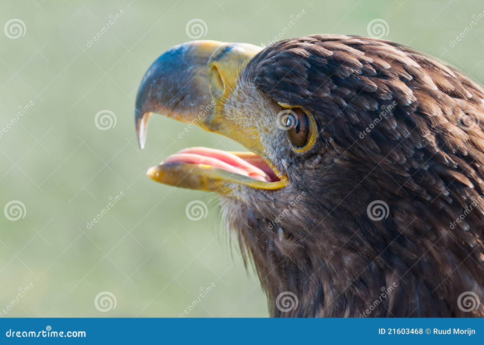 Retrato De Un Halcón Común Con El Pico Abierto Foto de archivo Imagen