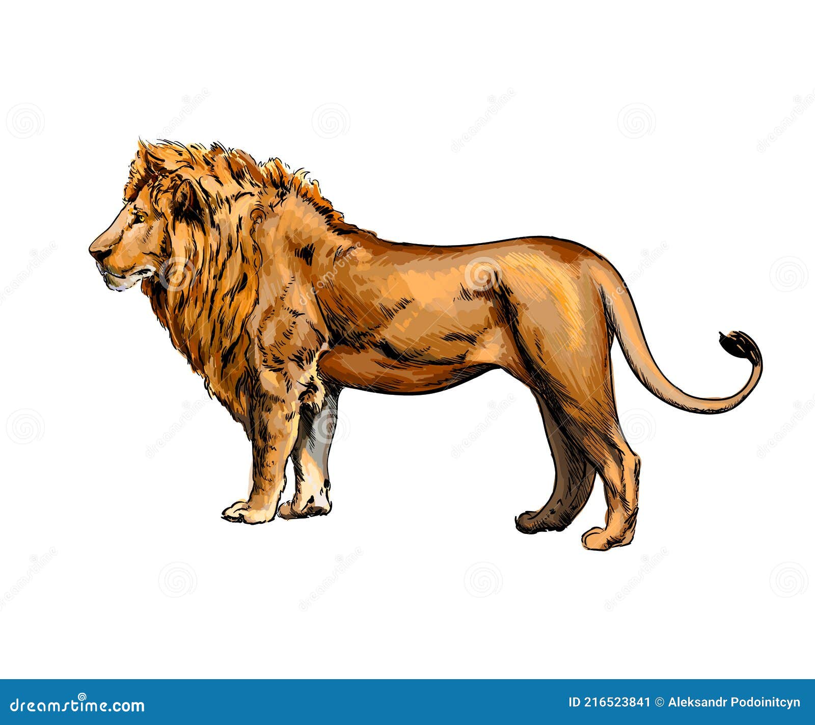 Retrato De Un León De Una Salpicadura De Acuarela Color Dibujo Realista  Imagen de archivo - Imagen de cara, mirada: 216523841