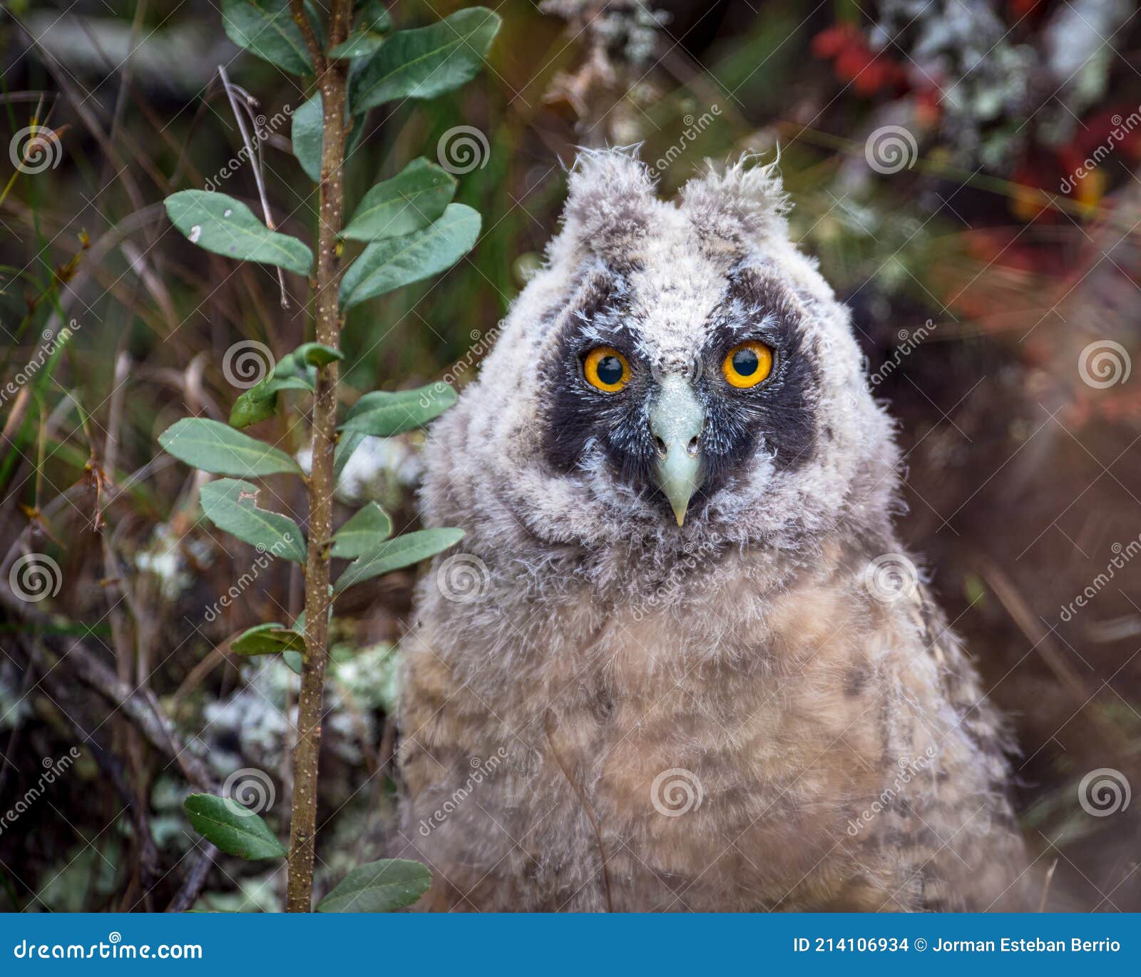 retrato de un pichÃÂ³n de stygian owl asio stygius