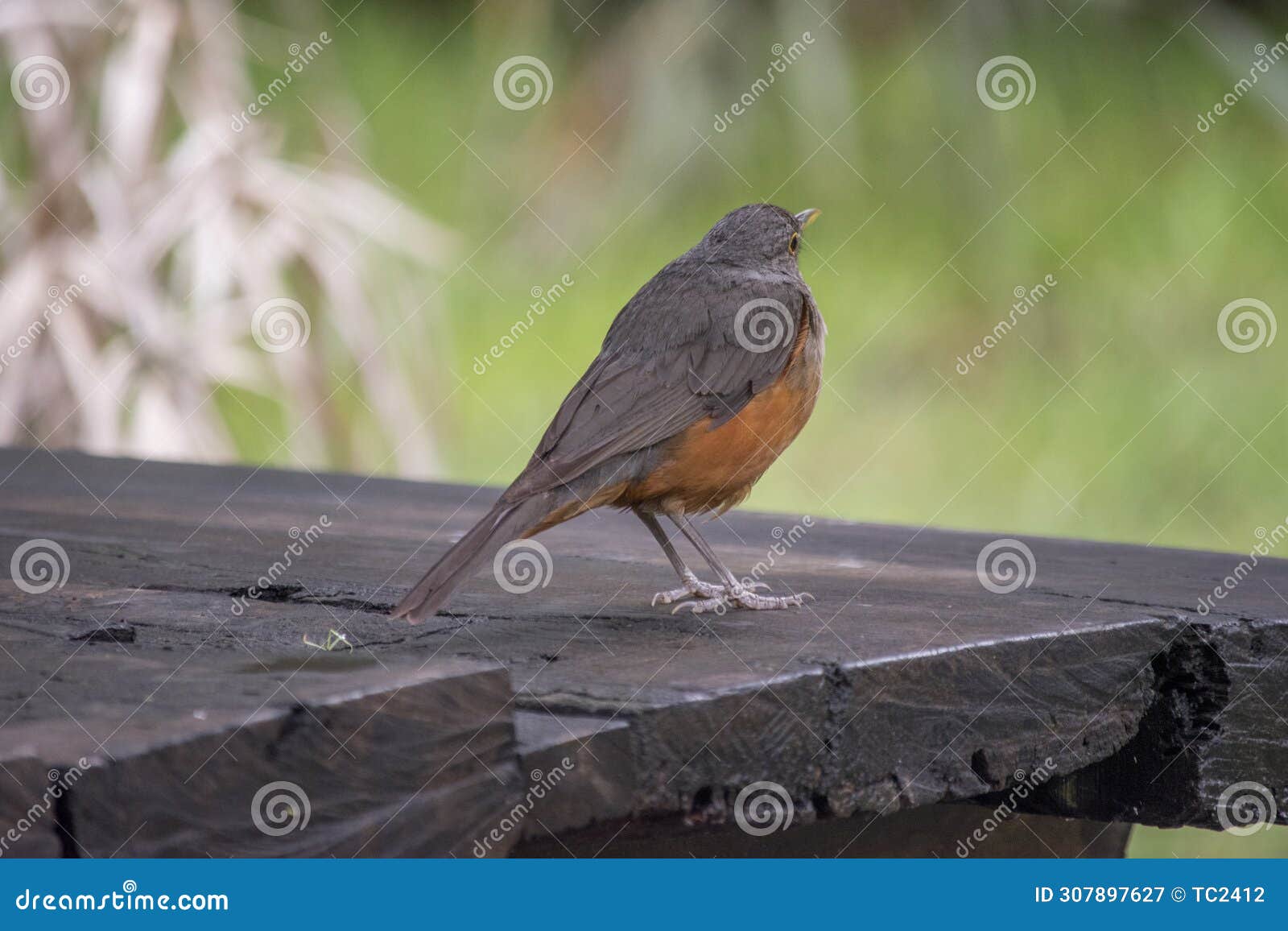 retrato de un zorzal colorado. turdus rufiventris