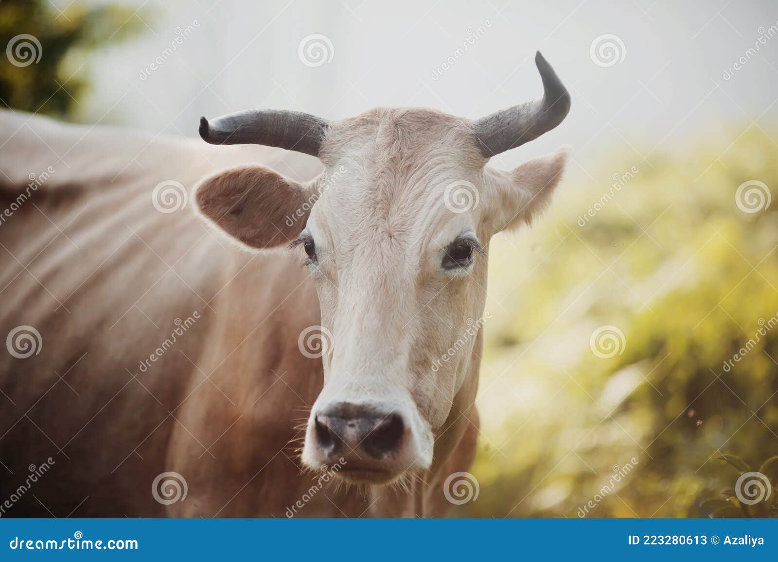 Retrato De Una Vaca Con Cuerno Imagen de archivo - Imagen de fauna, claxon:  223280613