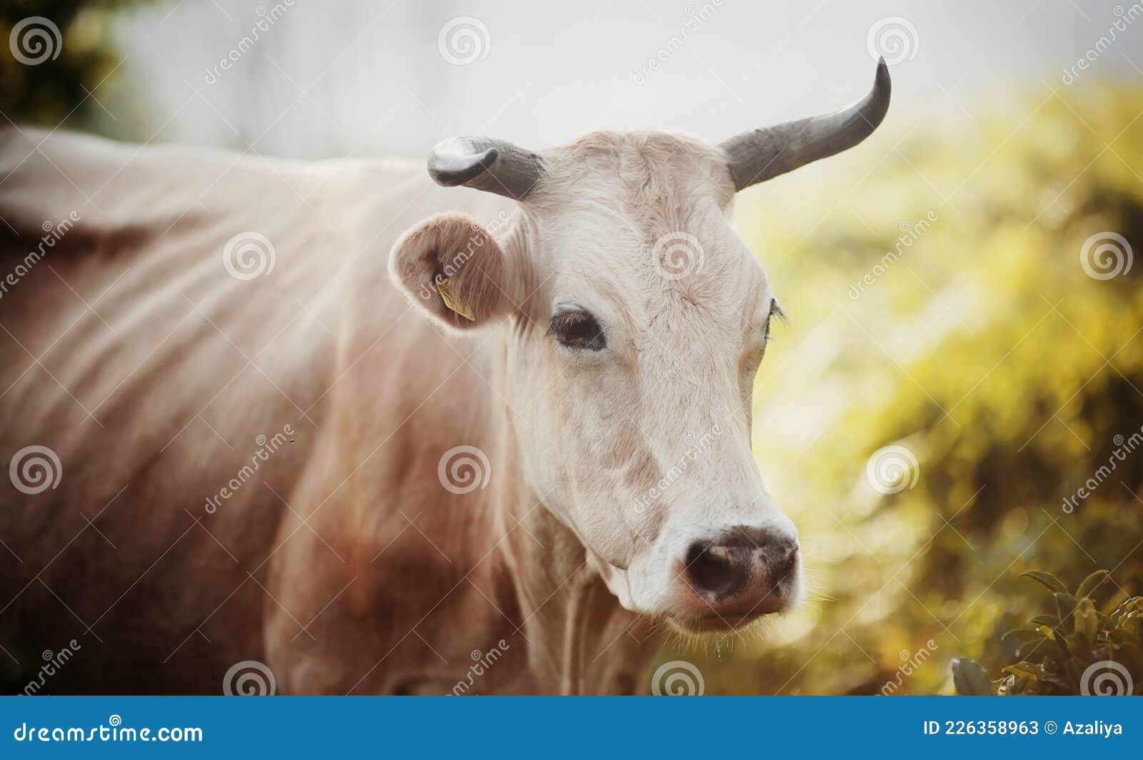 Retrato De Una Vaca Con Cuerno Imagen de archivo - Imagen de prado, cubo:  226358963