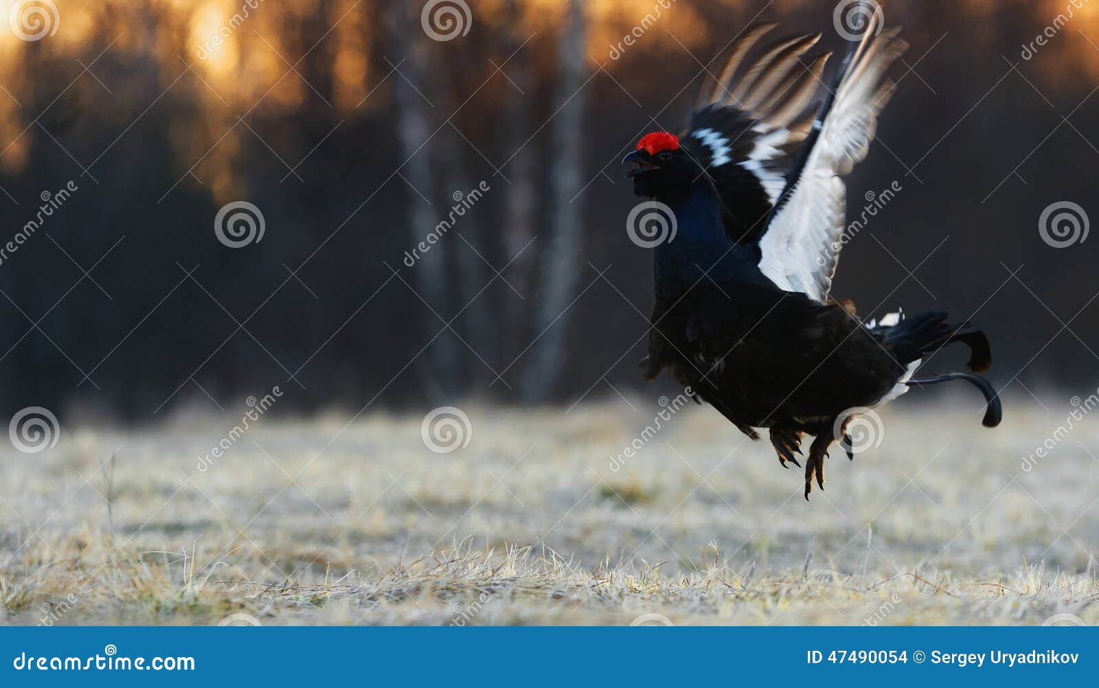 Retrato del contraluz de la salida del sol de un urogallo negro lekking magnífico (tetrix del Tetrao) (Tetrix del Lyrurus) temprano por la mañana