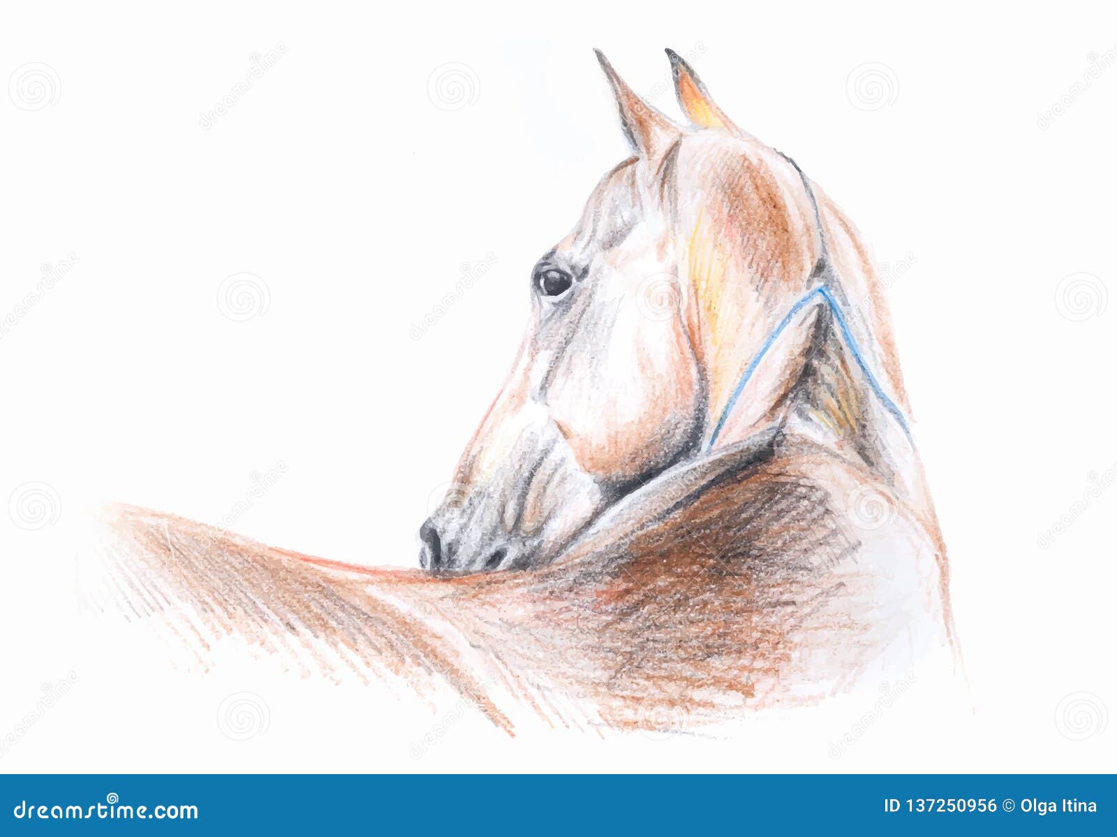 Retrato Del Dibujo De Lápiz Del Color Del Caballo De Akhal-teke En Formato  Del Vector Stock de ilustración - Ilustración de arte, detallado: 137250956