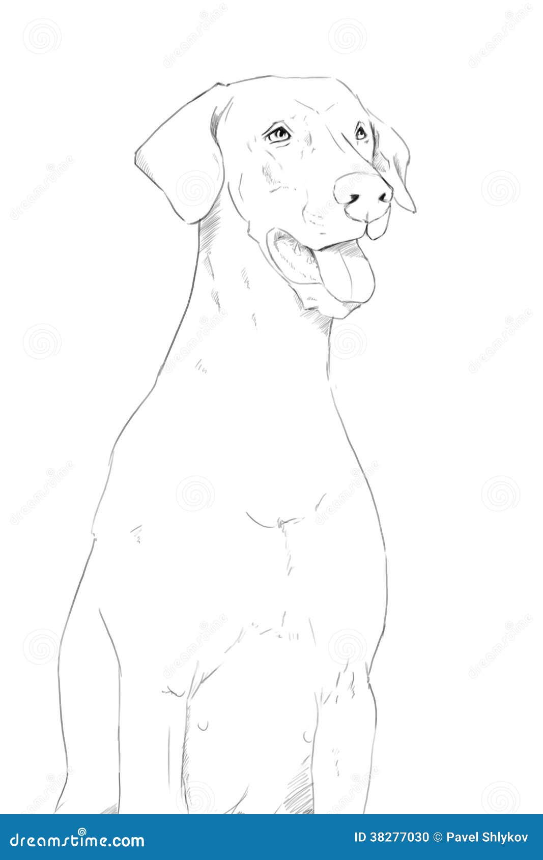 Retrato Del Dibujo De Lápiz Del Perro Del Doberman Stock de ilustración -  Ilustración de mirando, pista: 38277030