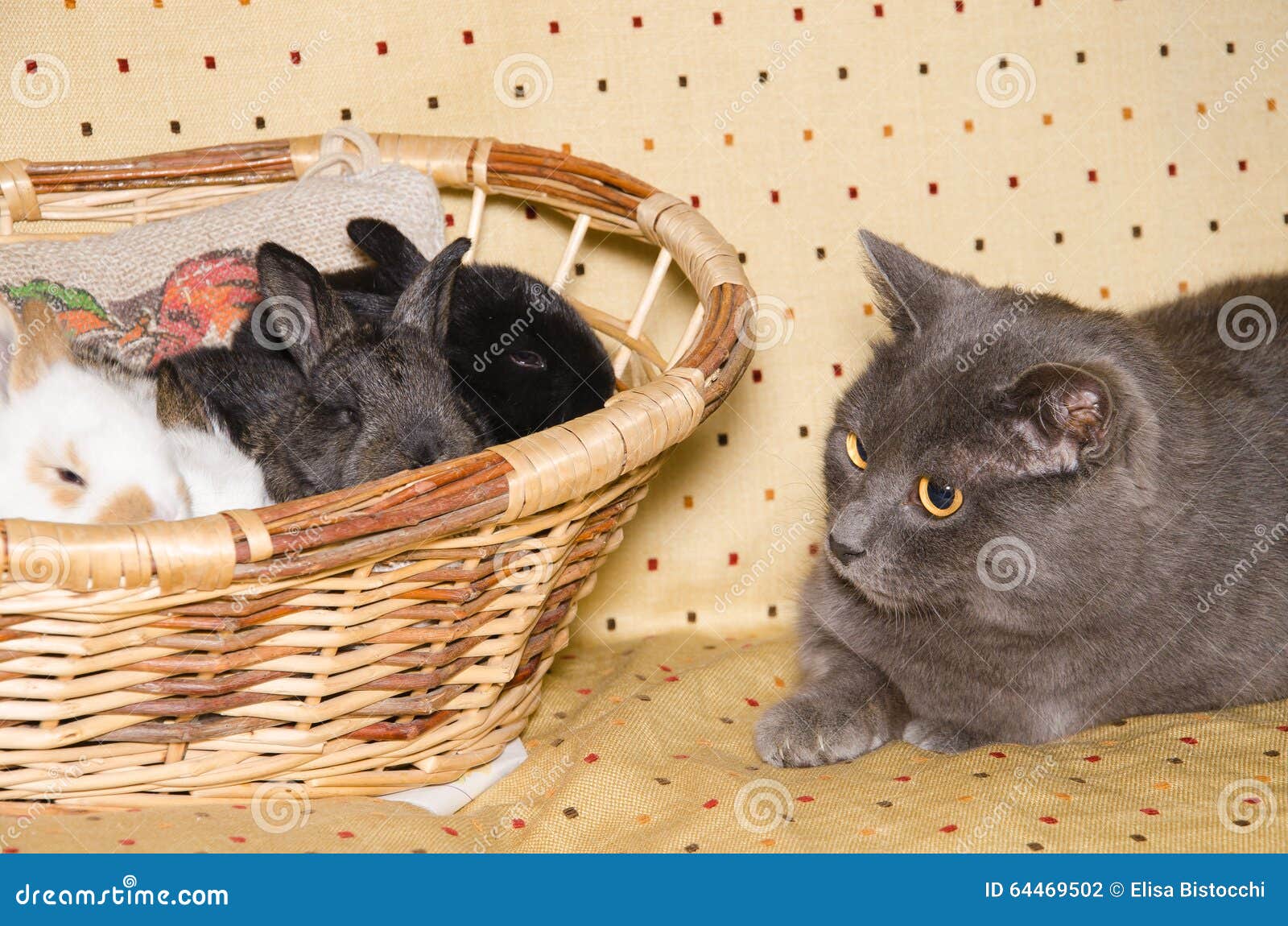 Retrato Del Gato Del Chartreux Que Mira Conejos Del Bebe Foto De Archivo Imagen De Gato Borroso