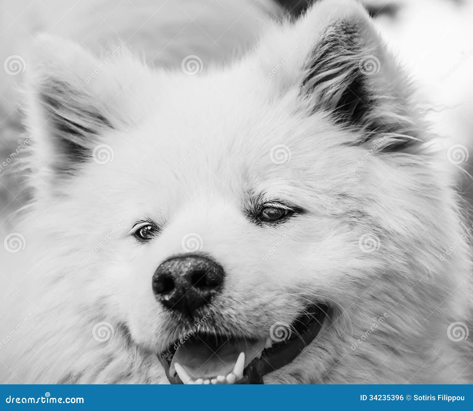 Retrato del perro. Un perro hermoso hinchado blanco nombrado Tsiko