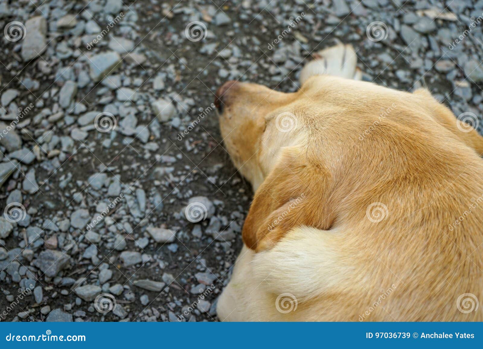 Retrato del perro de Labrador. Persiga el retrato de Labrador, perro que coloca en el camino