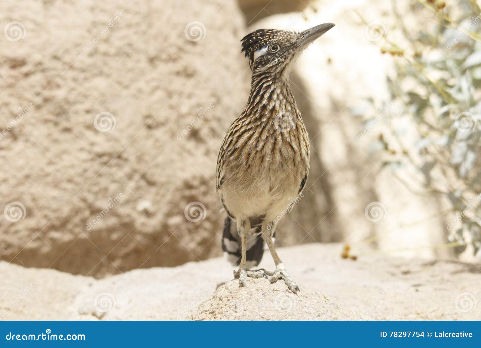 Retrato del primer del pájaro salvaje de los correcaminos de Brown en el desierto de Arizona. Luz del sol brillante natural, profundidad del campo estrecha