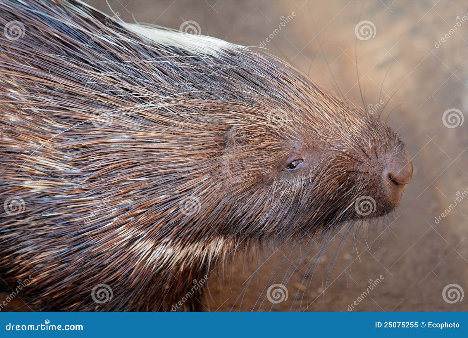 Retrato del puerco espín. Retrato de un puerco espín del cabo (africaeaustralis de Hystrix), Suráfrica