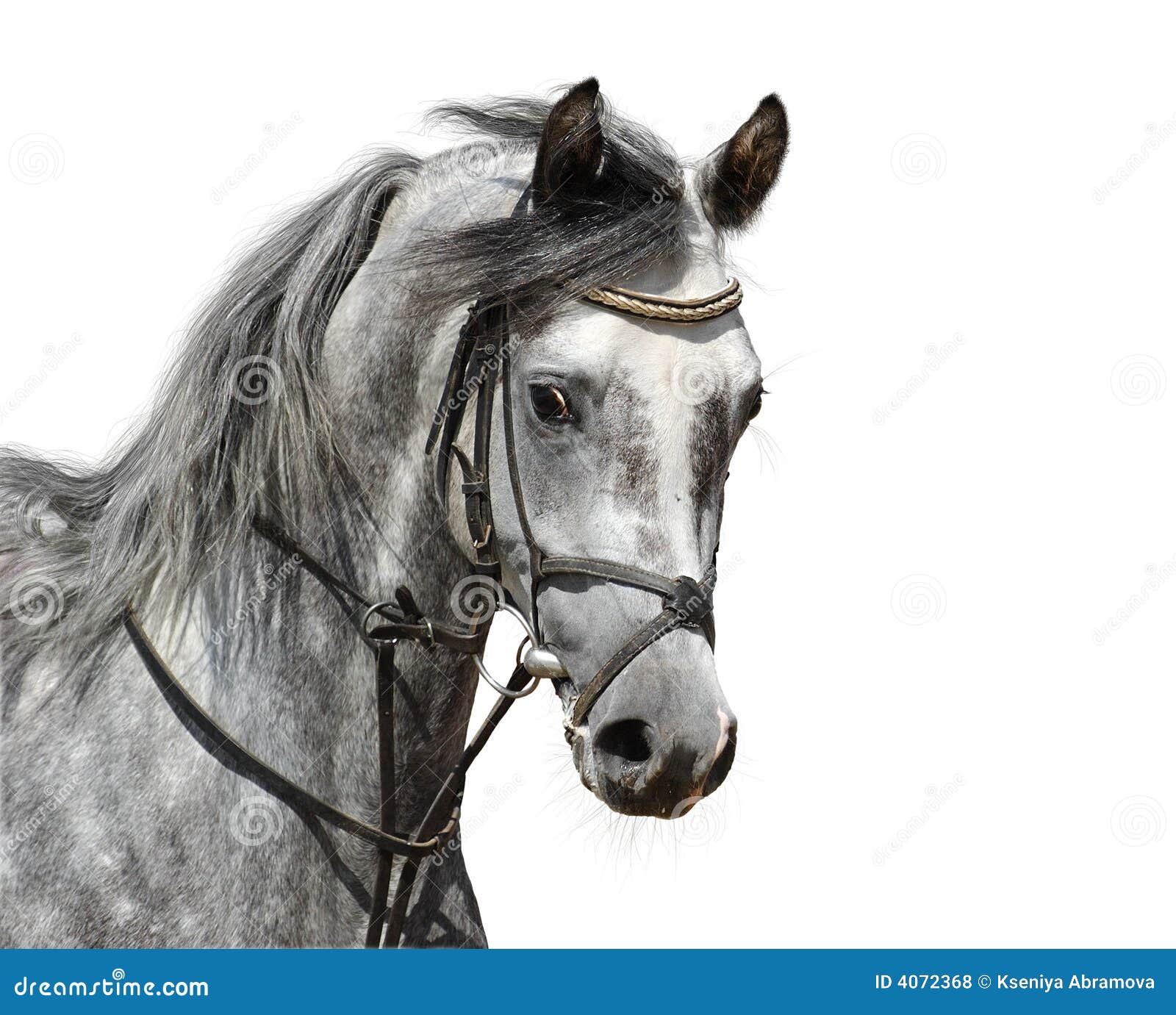 Feliz, Sorrindo, Cinzento, Latvian, Raça, Cavalo, Retrato Foto