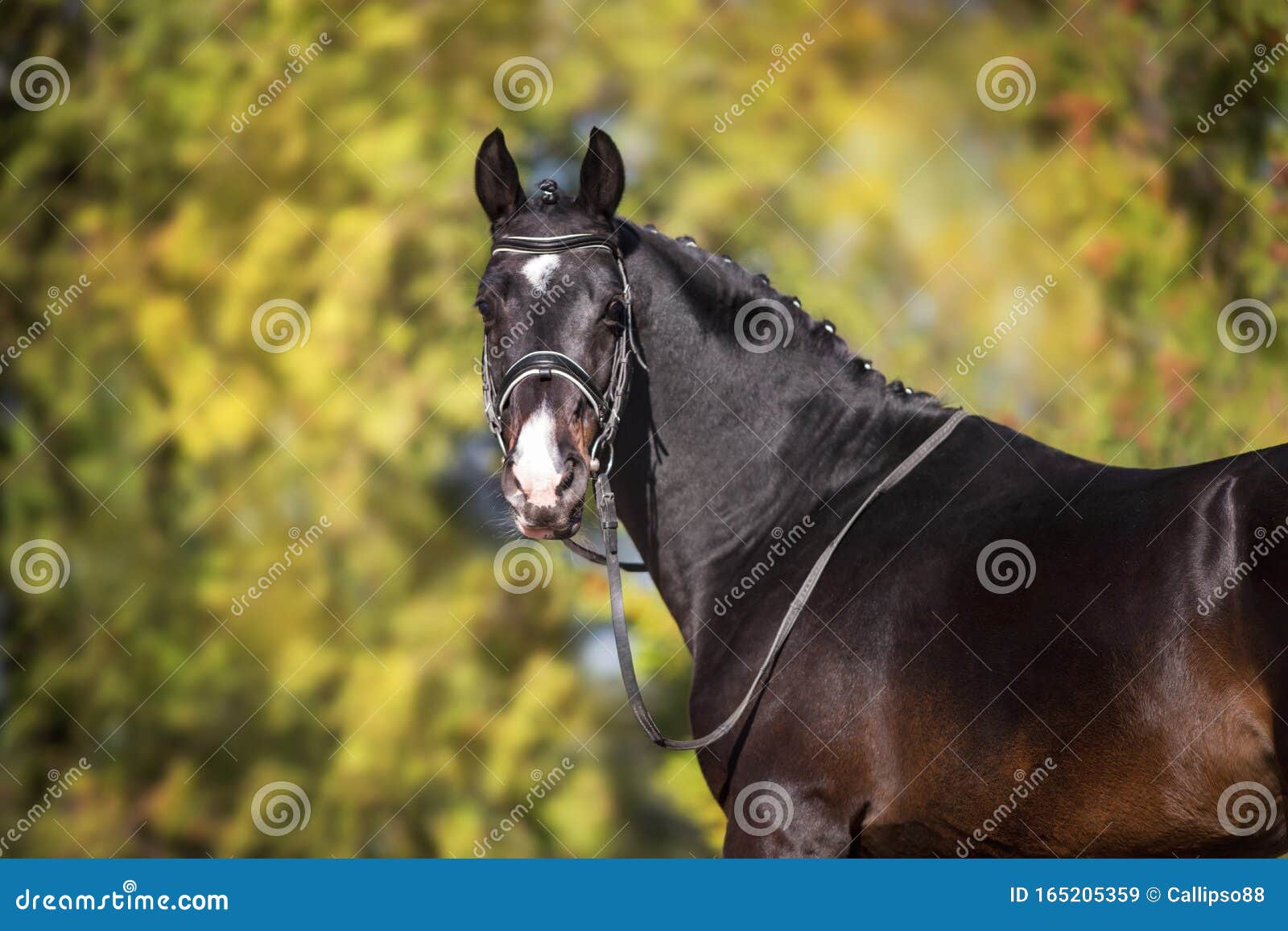 Retrato Da Frente Do Cavalo Ao Ar Livre Se Feche Imagem de Stock - Imagem  de frente, animal: 272403207