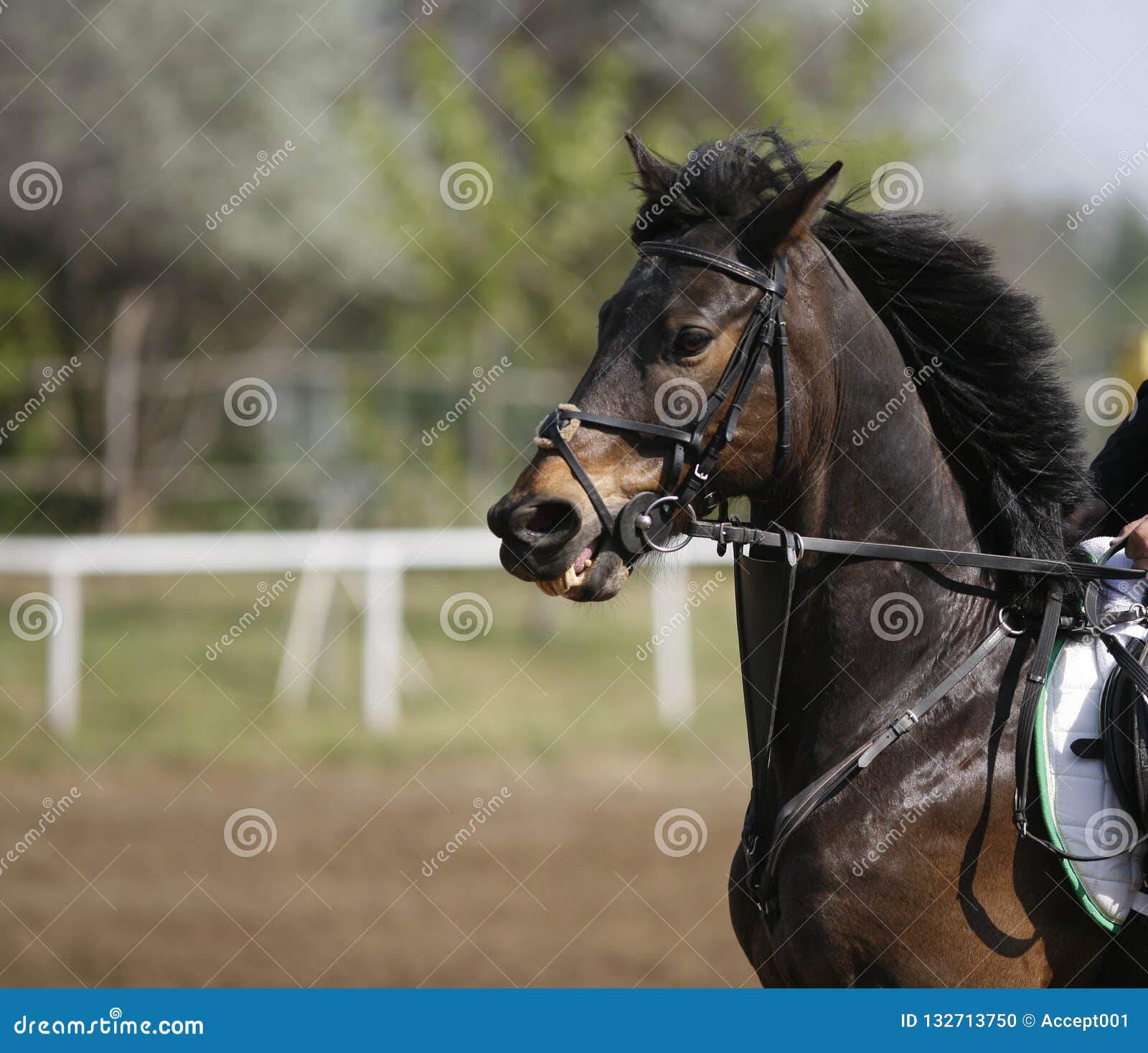 Meia Cara Do Cavalo Branco Que Olha Para a Frente No Salto Da Mostra Ou Na  Competição Do Adestramento, Fundo Verde Do Borrão Imagem de Stock - Imagem  de equestre, vestimenta: 103675209