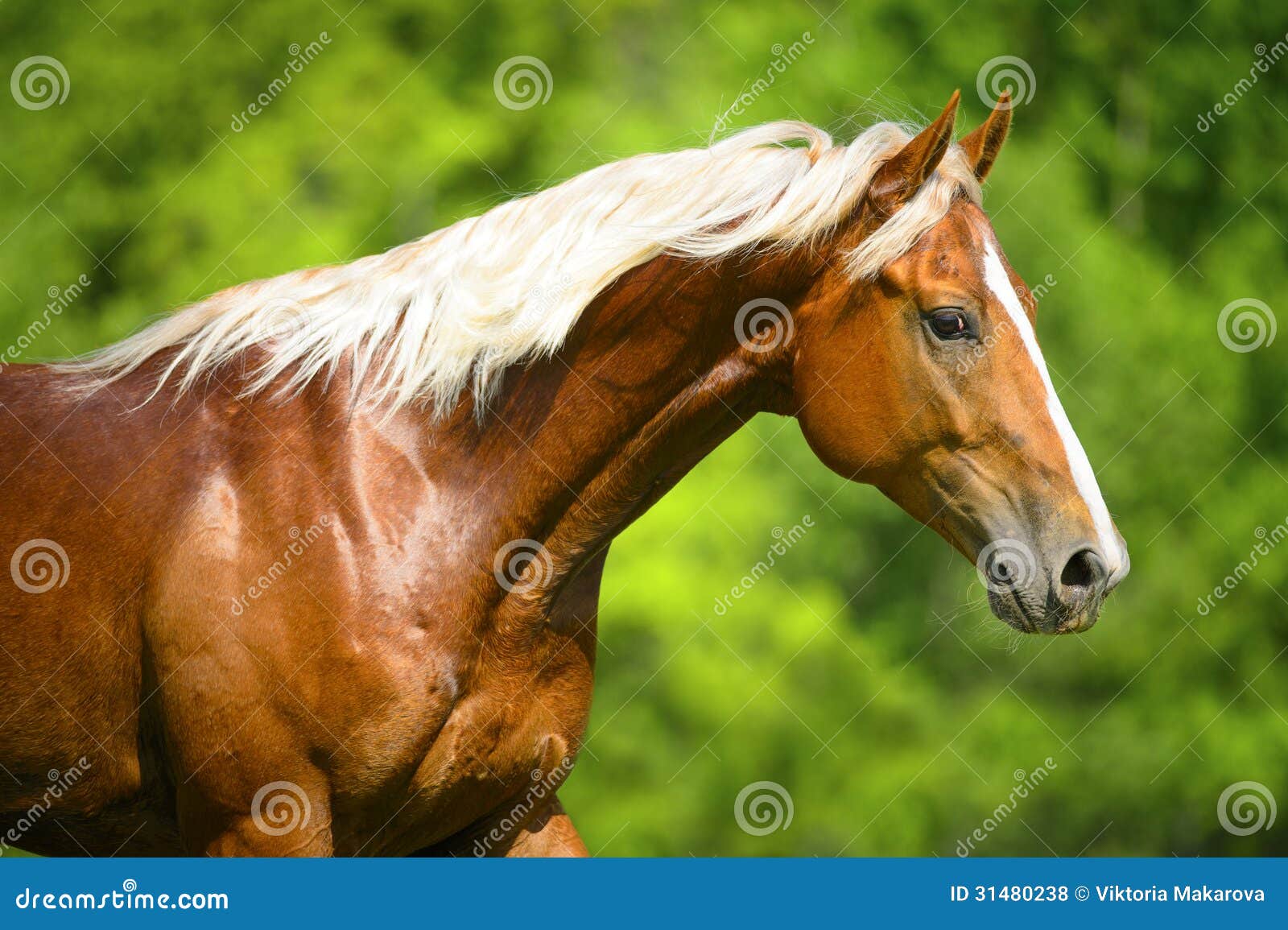 Disparado de um movimento do cavalo da prata da placa de xadrez.