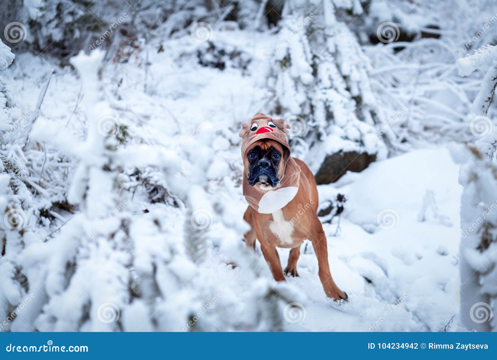 Retrato do cão no traje dos cervos contra o fundo de árvores de Natal O pugilista alemão senta-se na neve Caminhada na floresta do inverno