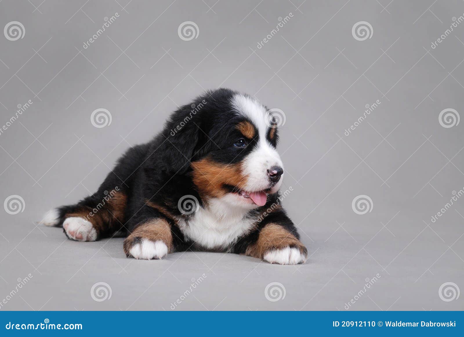 Retrato do filhote de cachorro do cão de montanha de Bernese. Filhote de cachorro do retrato do cão de montanha de Bernese no fundo cinzento