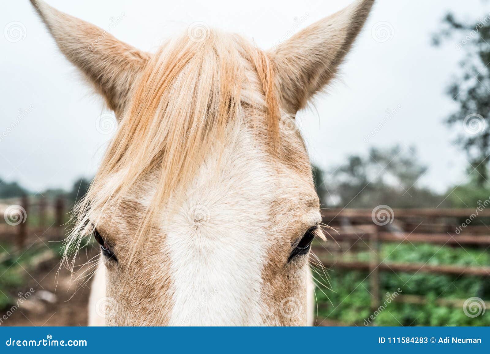 190 Fotos de Stock de Meia Cara Do Cavalo - Fotos de Stock Gratuitas e Sem  Fidelização a partir da Dreamstime