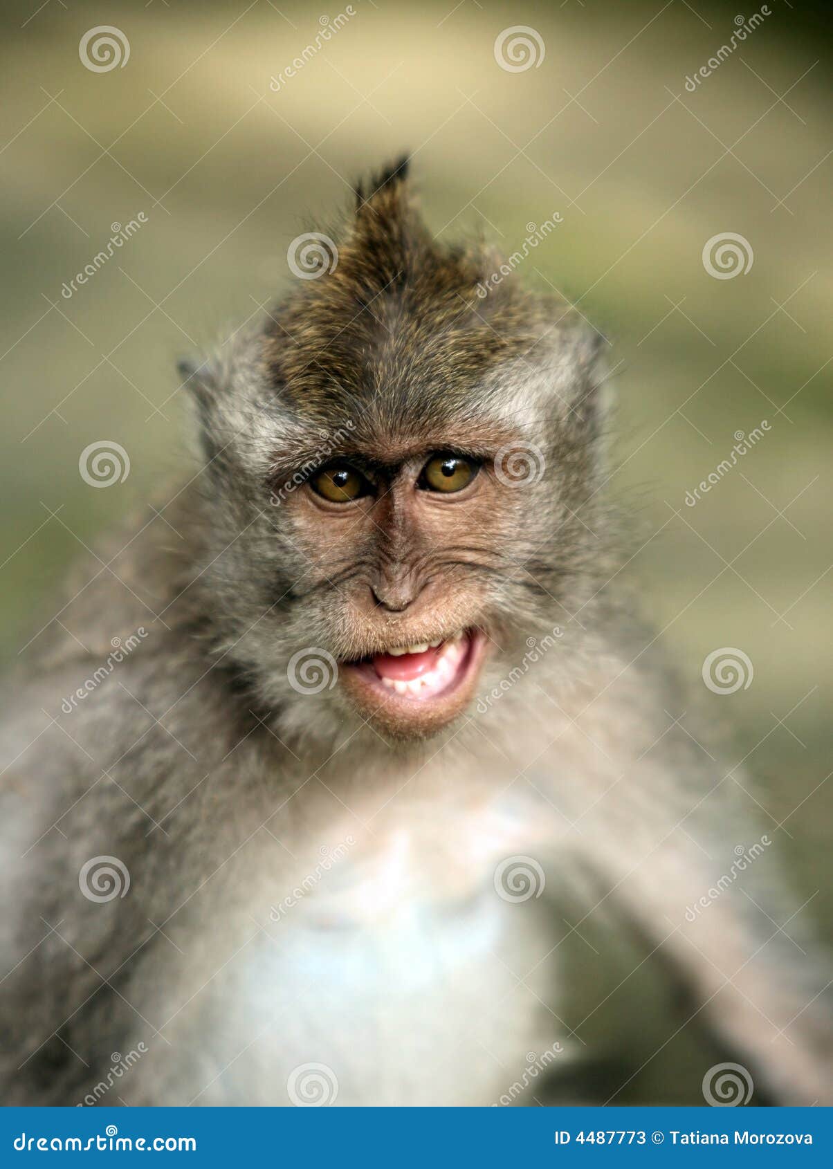 Retrato De Um Jovem Macaco Branco Abrindo a Boca. Imagem de Stock - Imagem  de abertura, cabelo: 192332479