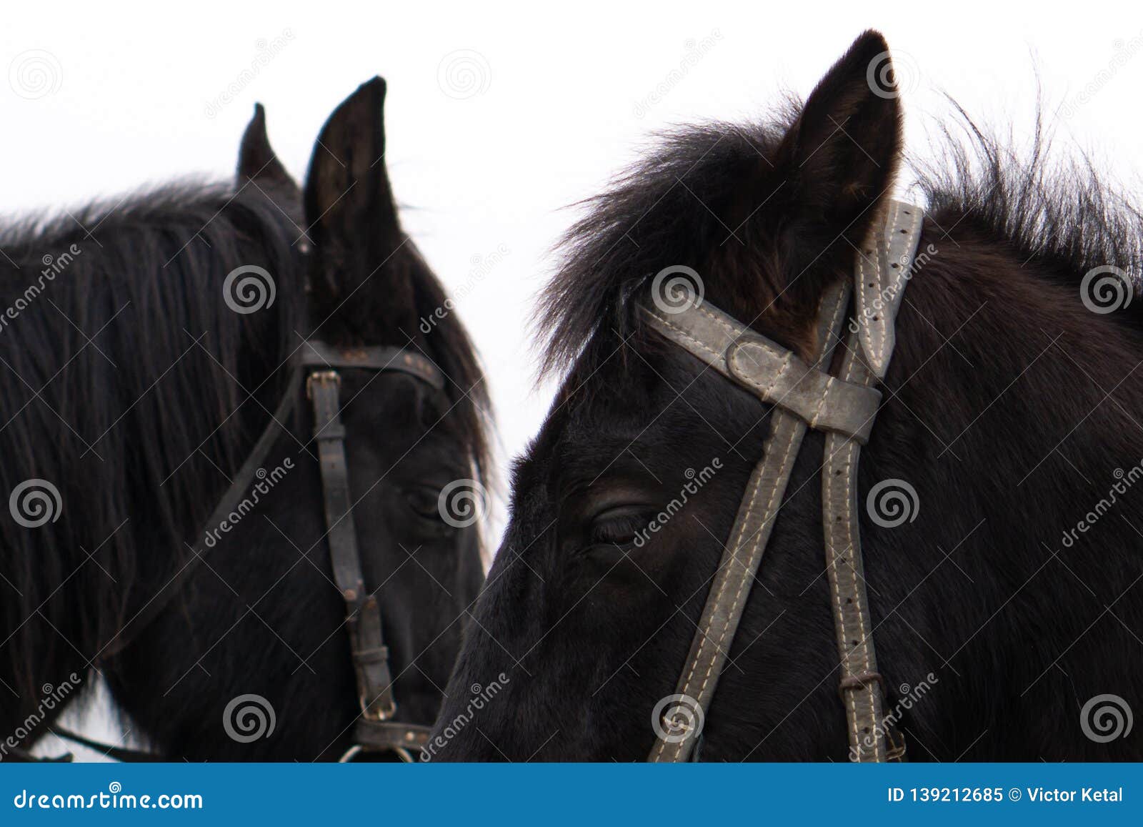 Cavalo no freio sorrindo closeup