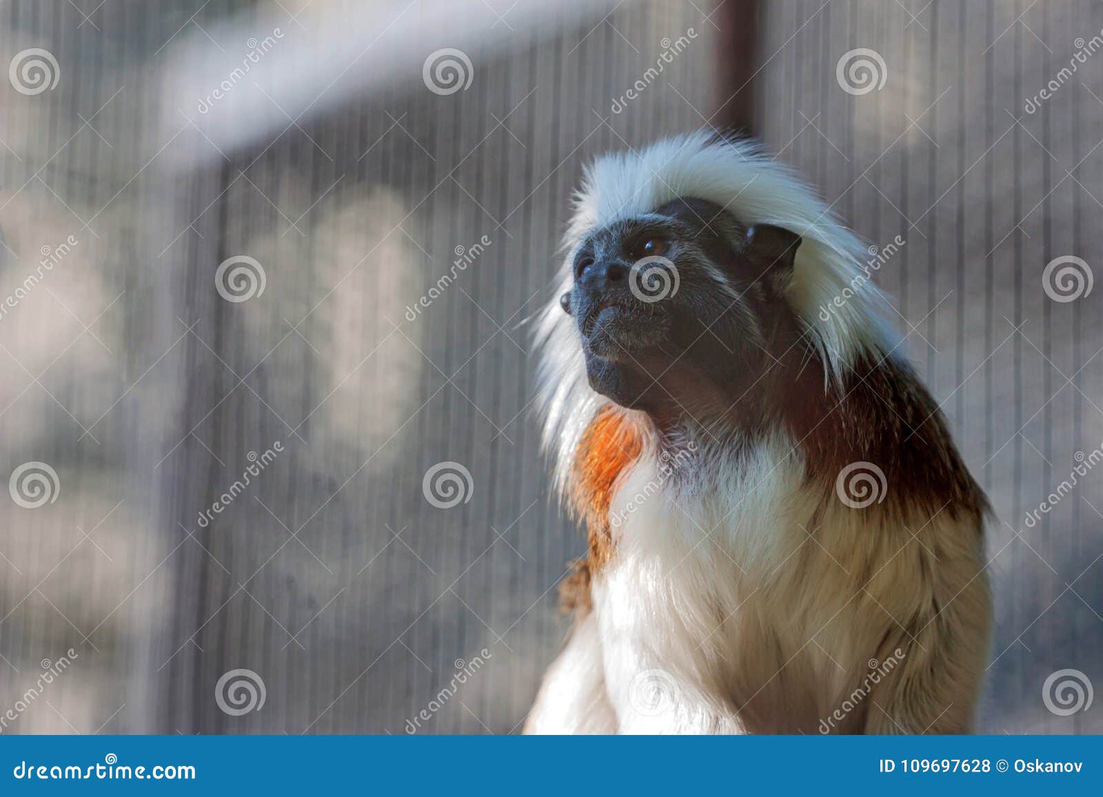 Detalhe Do Macaco-sagui Na árvore. Foco Seletivo Imagem de Stock - Imagem  de primata, animal: 202424853