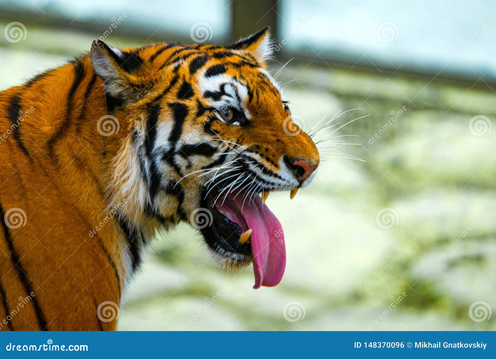 Siberian Tiger Portrait. Aggressive Stare Face Meaning Danger for