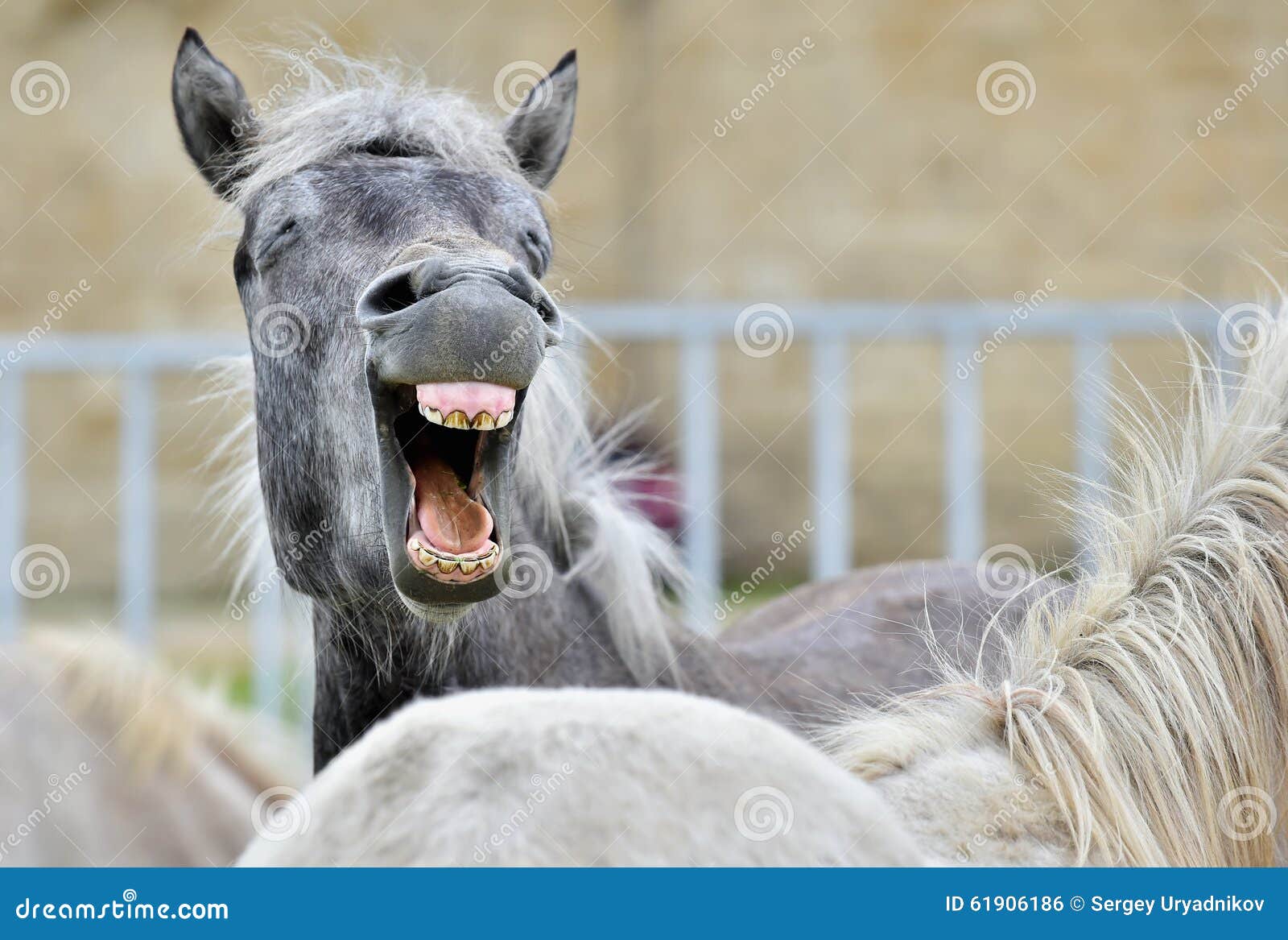 Cavalo de riso foto de stock. Imagem de sorriso, feliz - 59526366