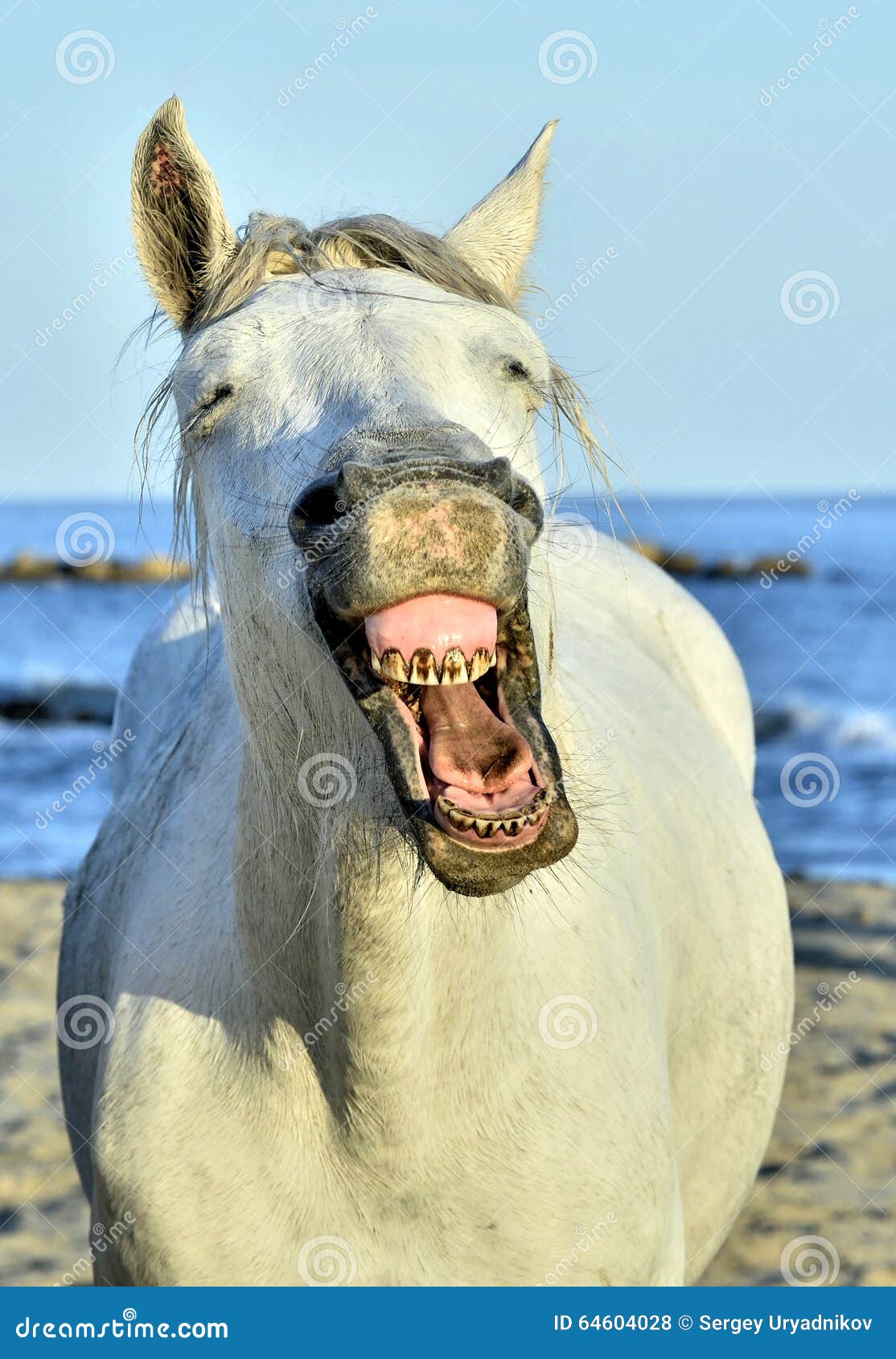 Cavalo de riso foto de stock. Imagem de sorriso, feliz - 59526366