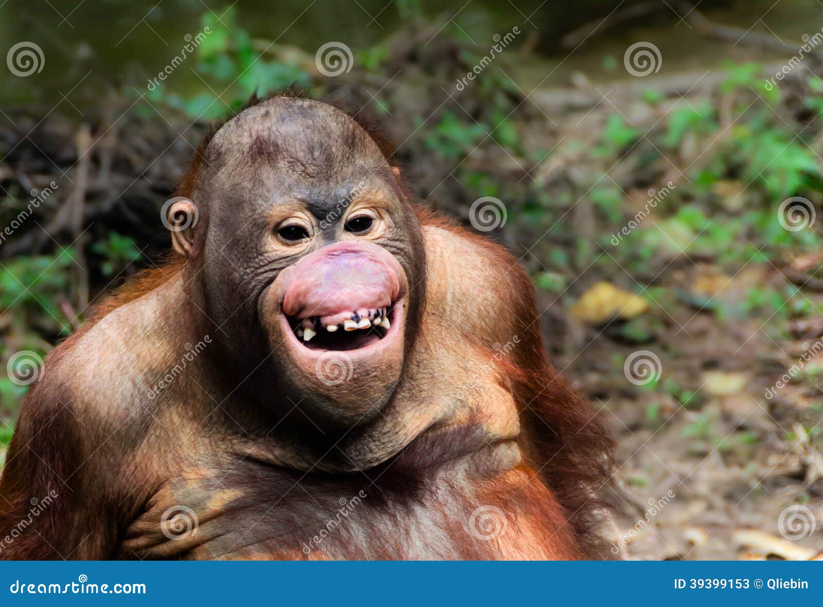 43,750 Fotos de Stock de Macaco Com Cara Engraçada - Fotos de Stock  Gratuitas e Sem Fidelização a partir da Dreamstime