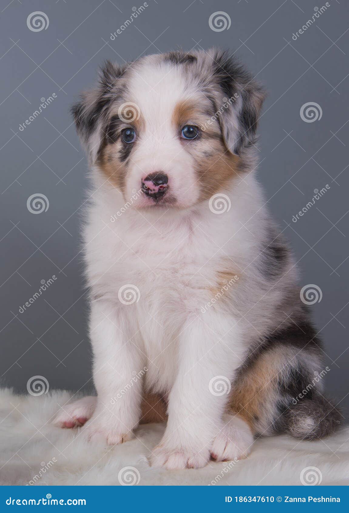 Pastor Australiano - Cão Nosso