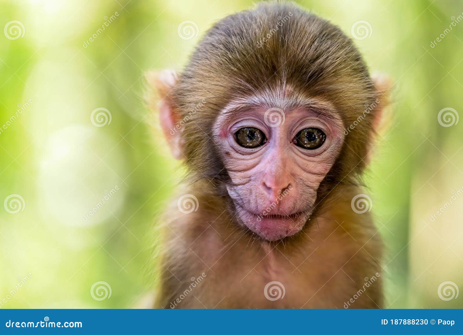 Retrato Fofo Do Macaco Bebê Foto de Stock - Imagem de naturalizado,  aventura: 187888230