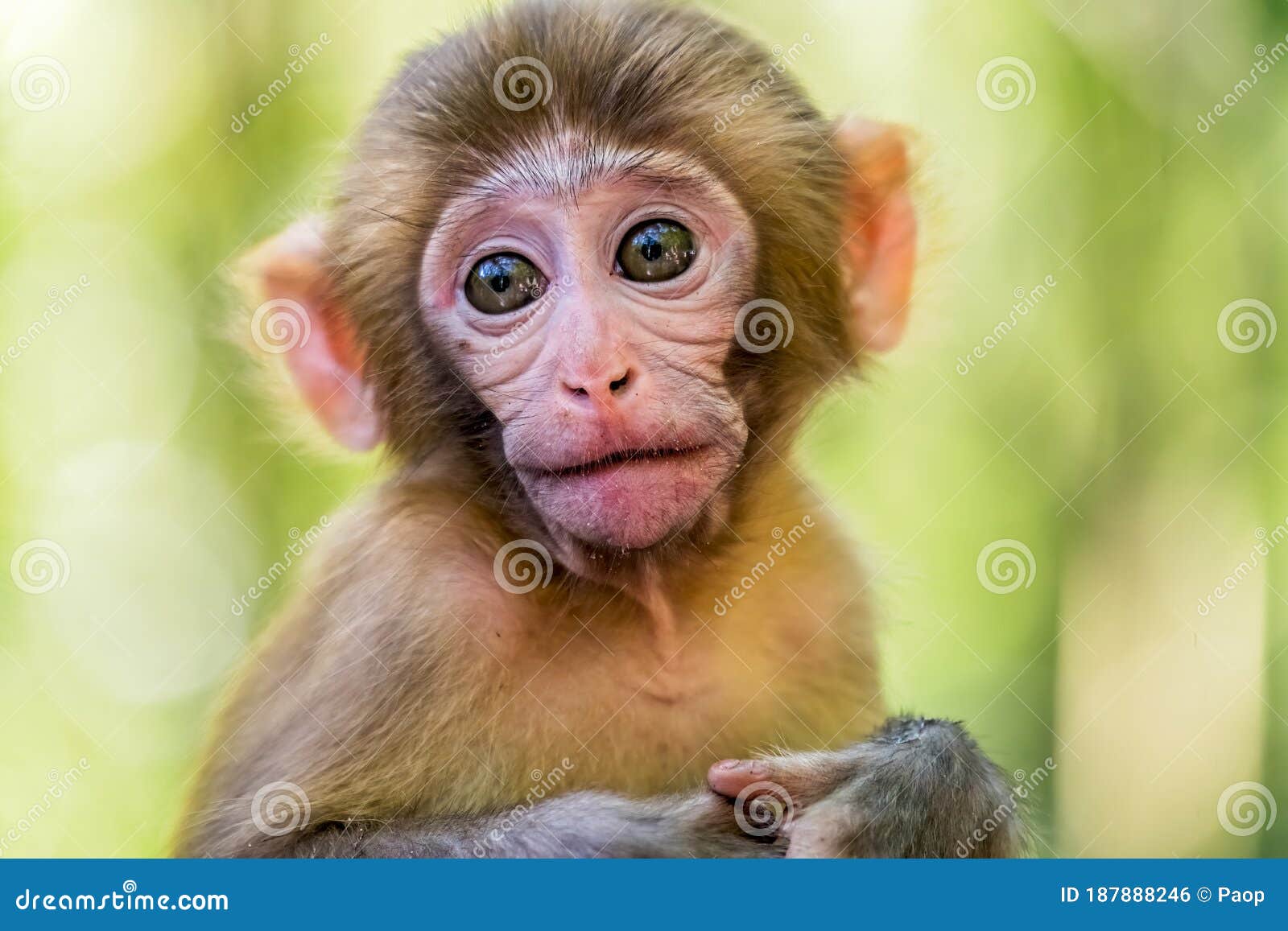 Retrato Fofo Do Macaco Bebê Foto de Stock - Imagem de criatura, milha:  187888246