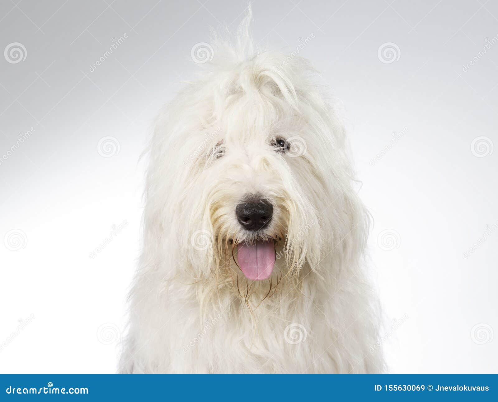 Retrato Inglés Viejo Del Perro De Pastor Imagen Admitida Un Estudio Imagen  de archivo - Imagen de perros, afuera: 155630069