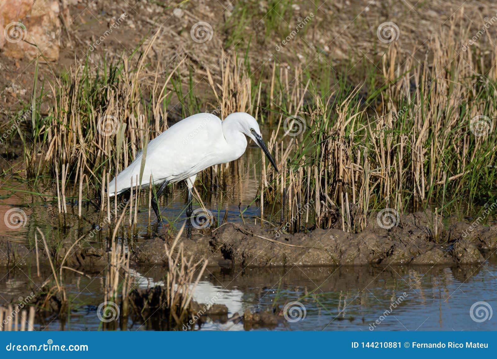 retrato natural de un primer plano de garceta blanca ardea alba en el parque natural de la albufera, valencia, espaÃÂ±a.