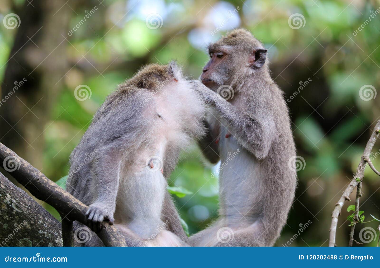 Macacos fofos com a família macaco closeup macacos vivendo na selva
