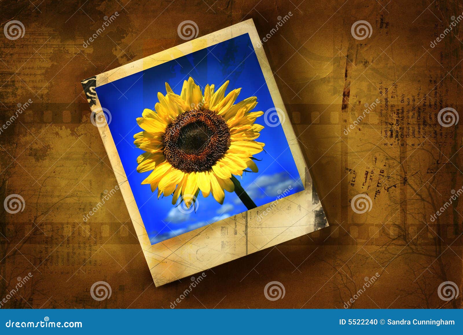 Foto Polaroid Antiga Com Girassol Ilustração Stock - Ilustração de moagem,  instantâneo: 5522240, image size:1600x1157