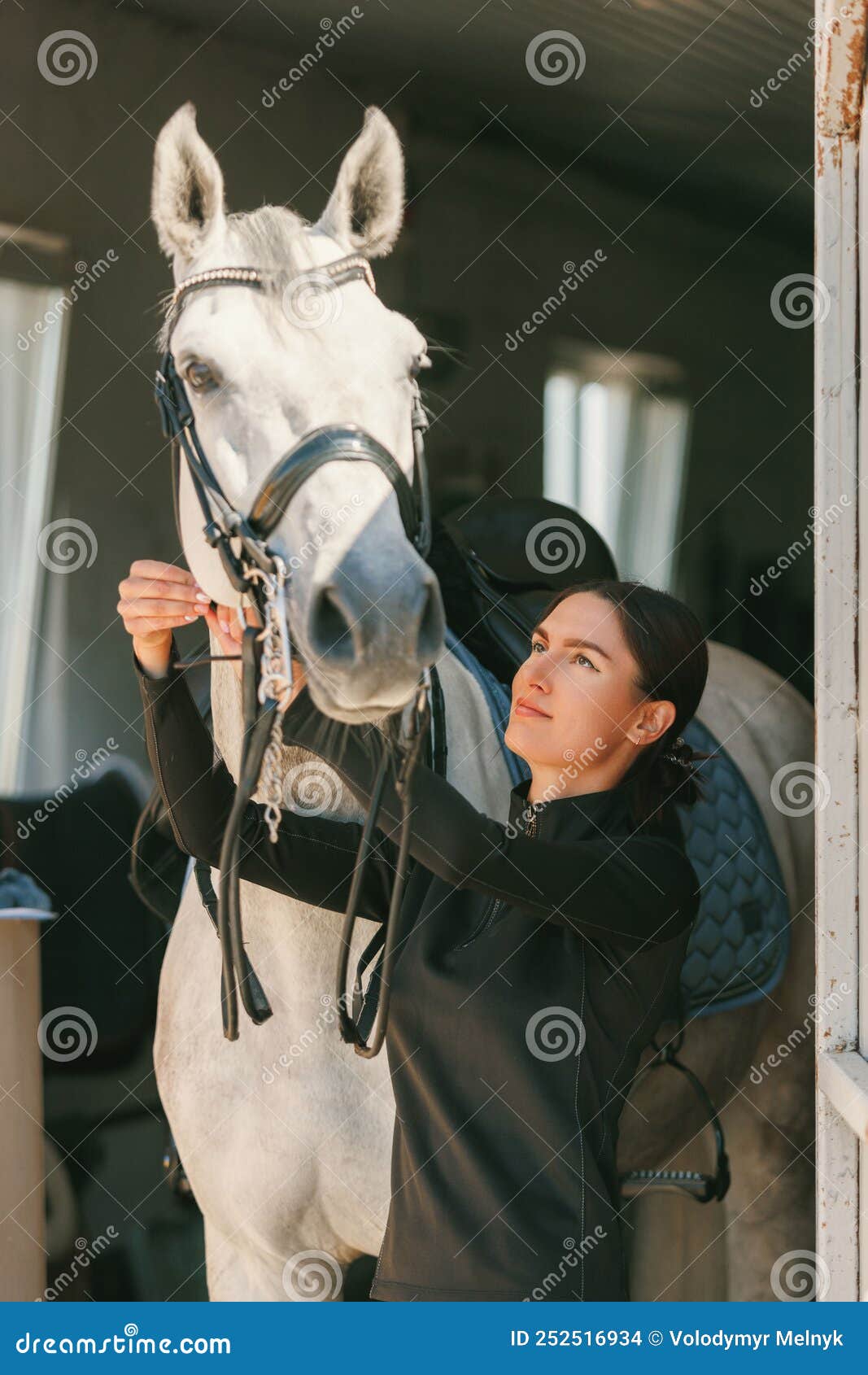 Retrato De Cavalo Da Frente Indo E Olhando Direto Para a Câmera