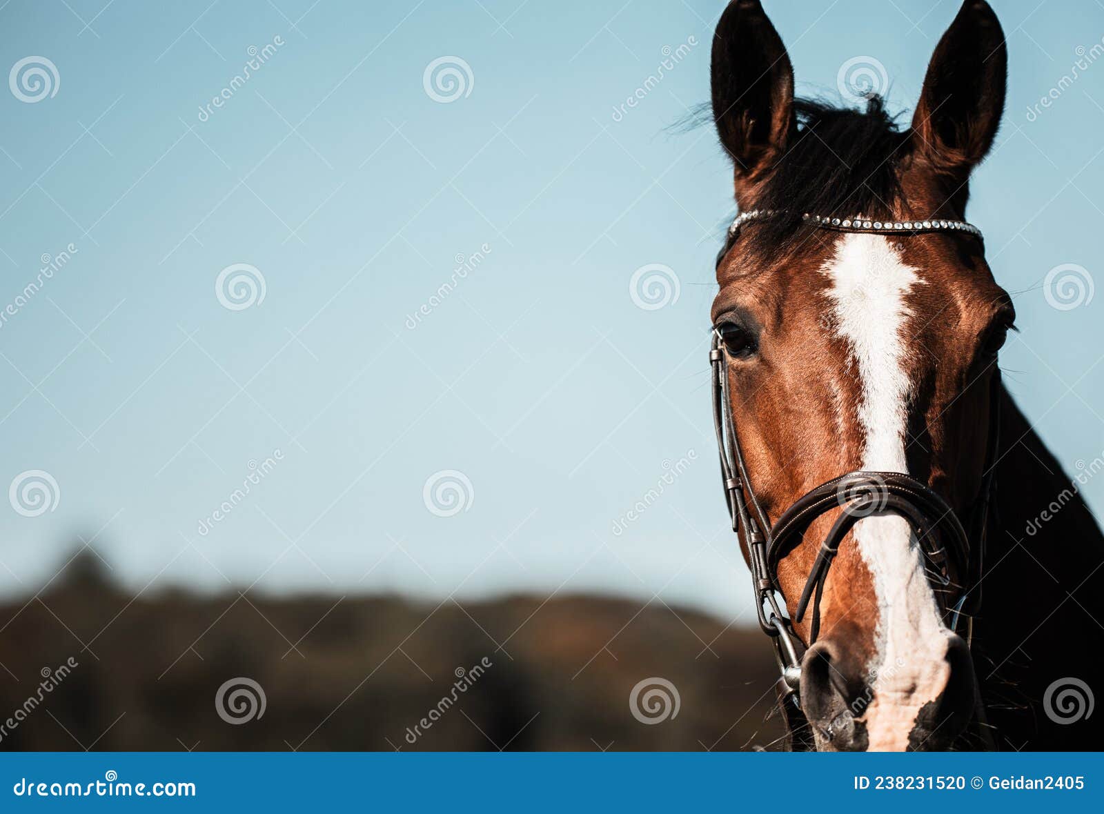 Foto de Frente Da Cabeça De Cavalo e mais fotos de stock de Cavalo