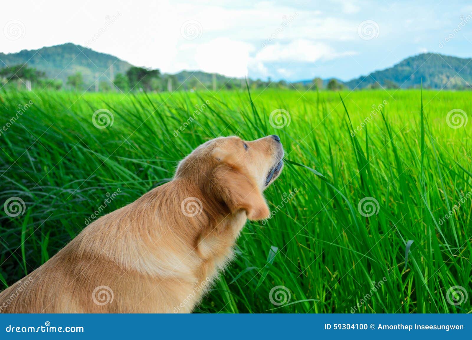 Едят ли собаки траву. Собака на газоне. Собака травка. Собака на траве. Собака на лужайке.