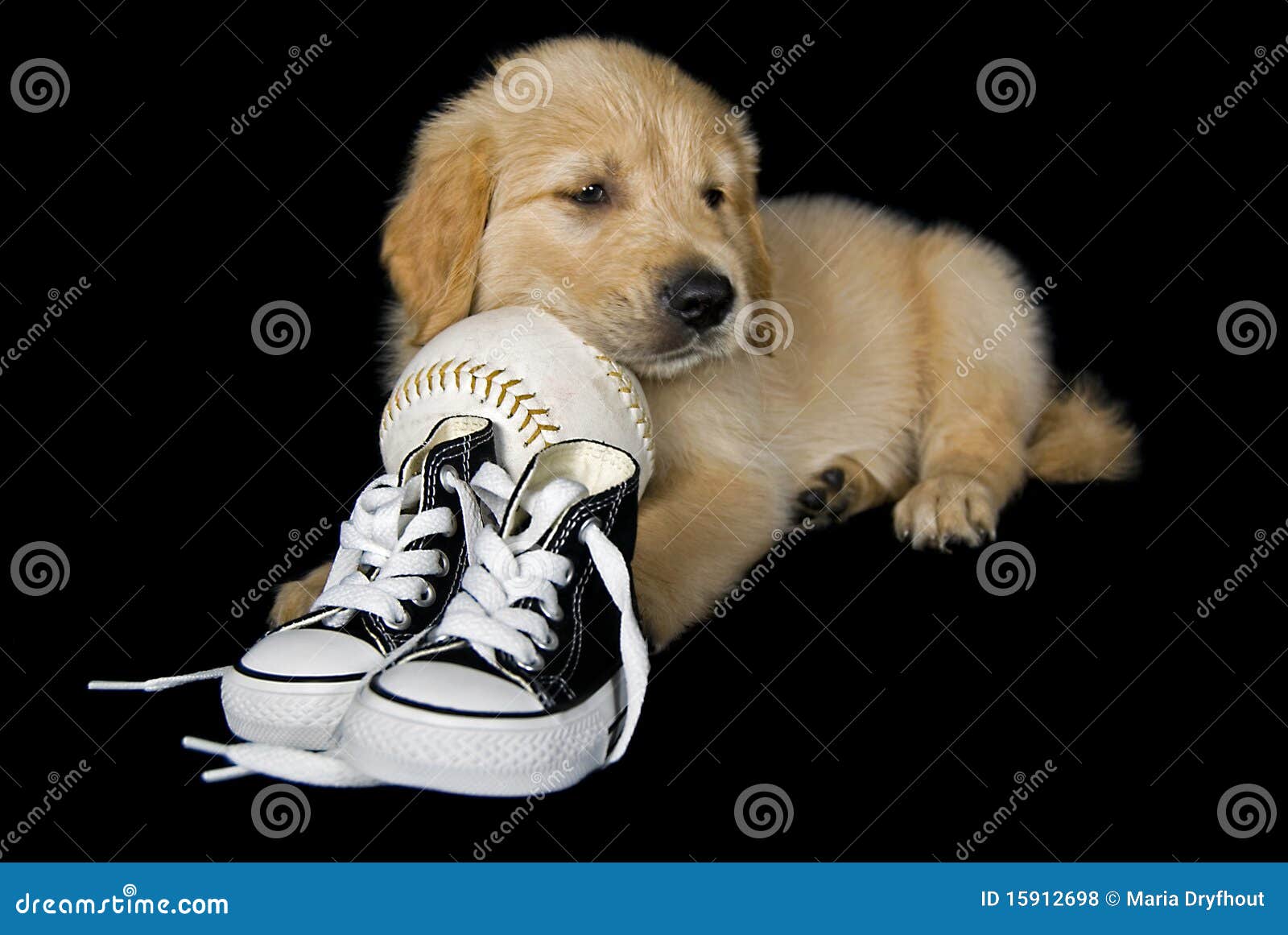 Retriever with softball stock photo. Image of canine 15912698