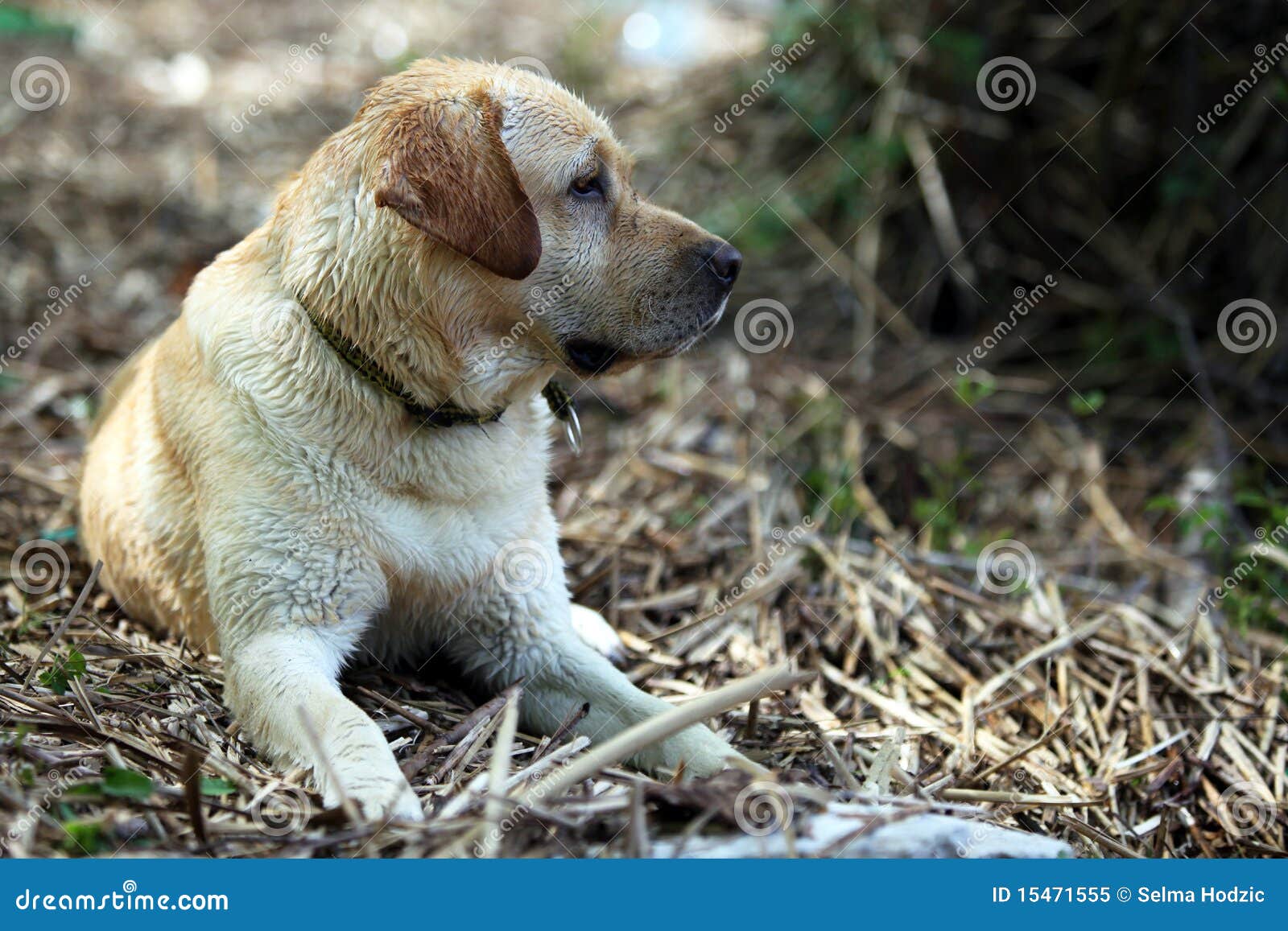 Retriever του Λαμπραντόρ. να βρεθεί του Λαμπραντόρ λουτρών retriever