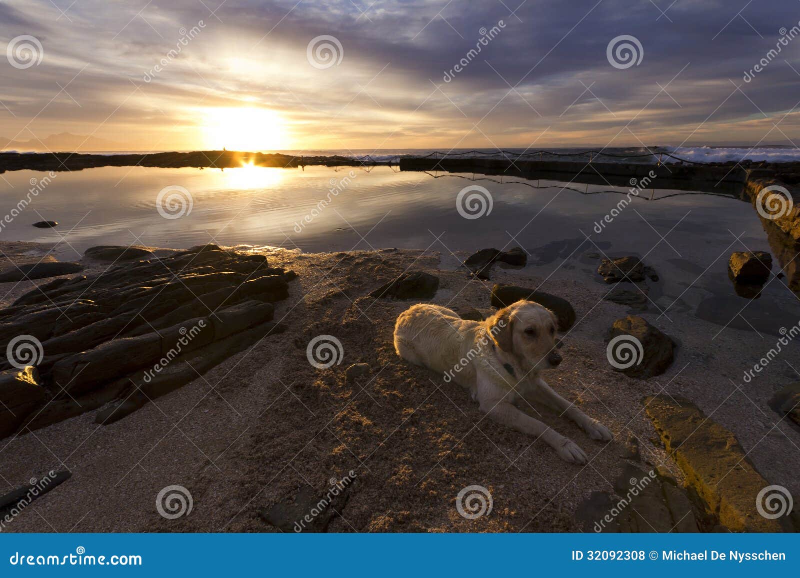 Retriever на пляже на восходе солнца. Золотой retriever лежа на пляже около приливного бассейна на восходе солнца.  Подсвеченный восходящим солнцем.