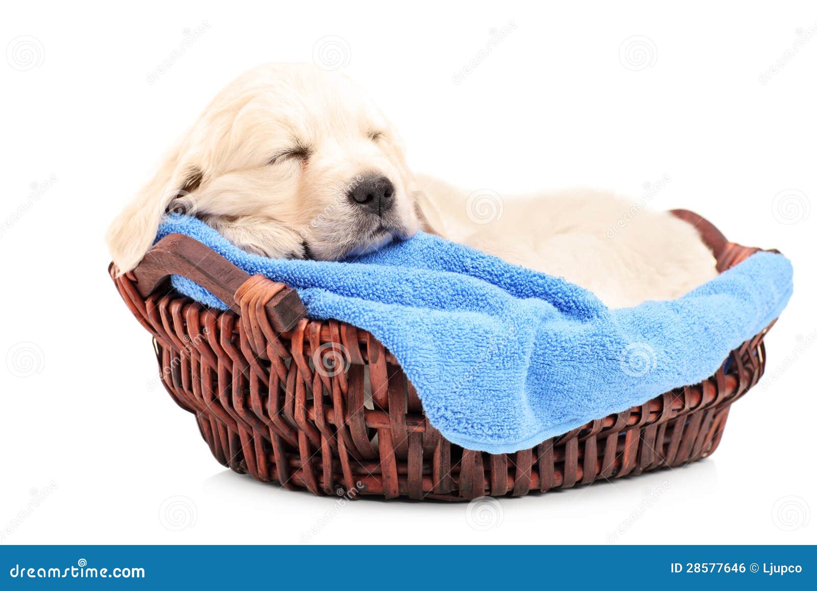 Retriver Puppy Dog Sleeping in a Basket Stock Photo Image of young