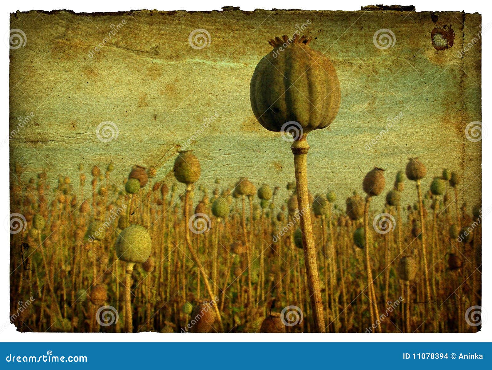 retro background - poppy field 1