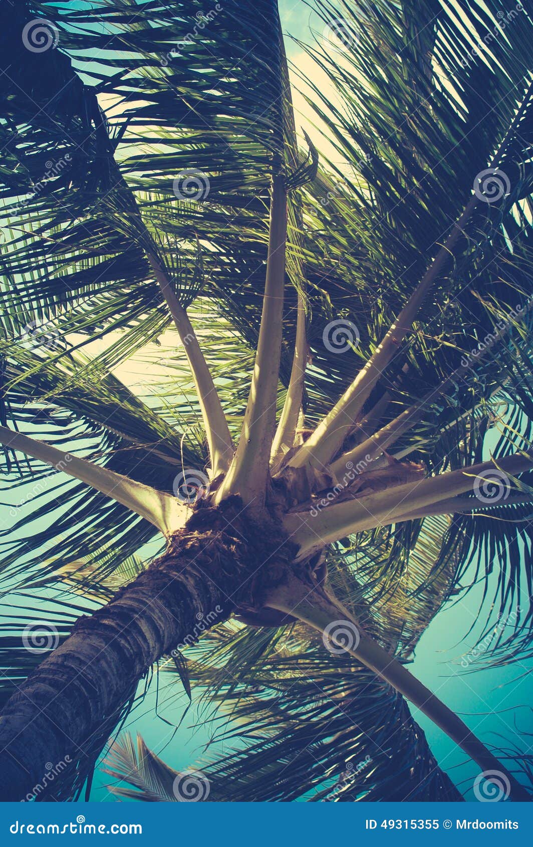 retro filtered palm tree detail