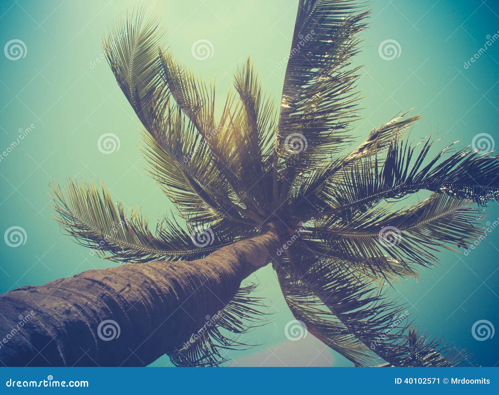 retro filtered single palm tree