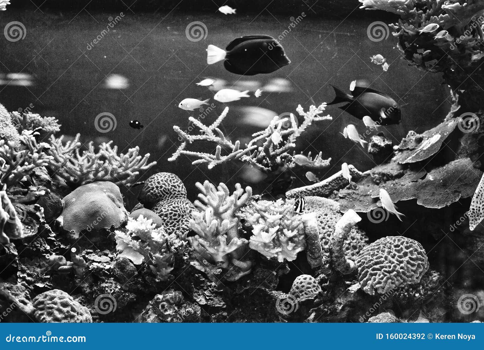 A Retro Image of Underwater Life Expressed by Tiny Fish, Corals and Sea  Plants Stock Photo - Image of tiny, flora: 160024392