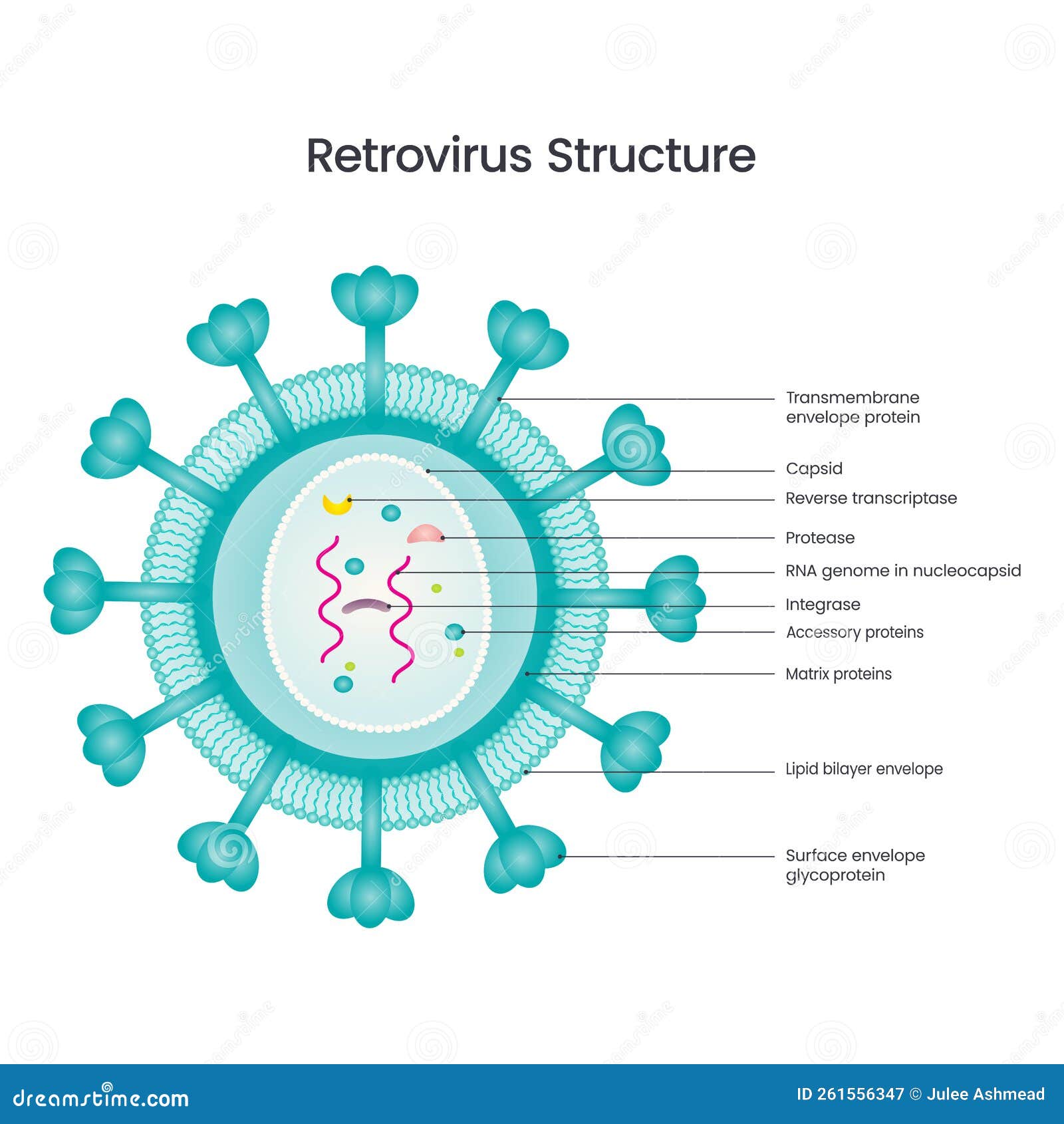 retrovirus structure   diagram